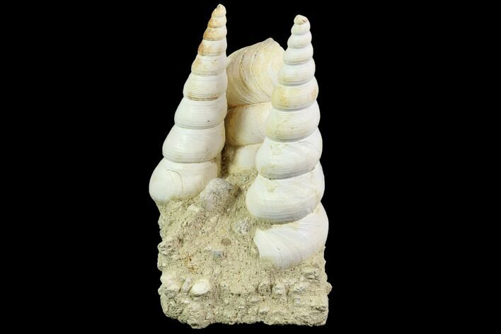 Fossil Gastropod (Haustator) Cluster - Damery, France #86585